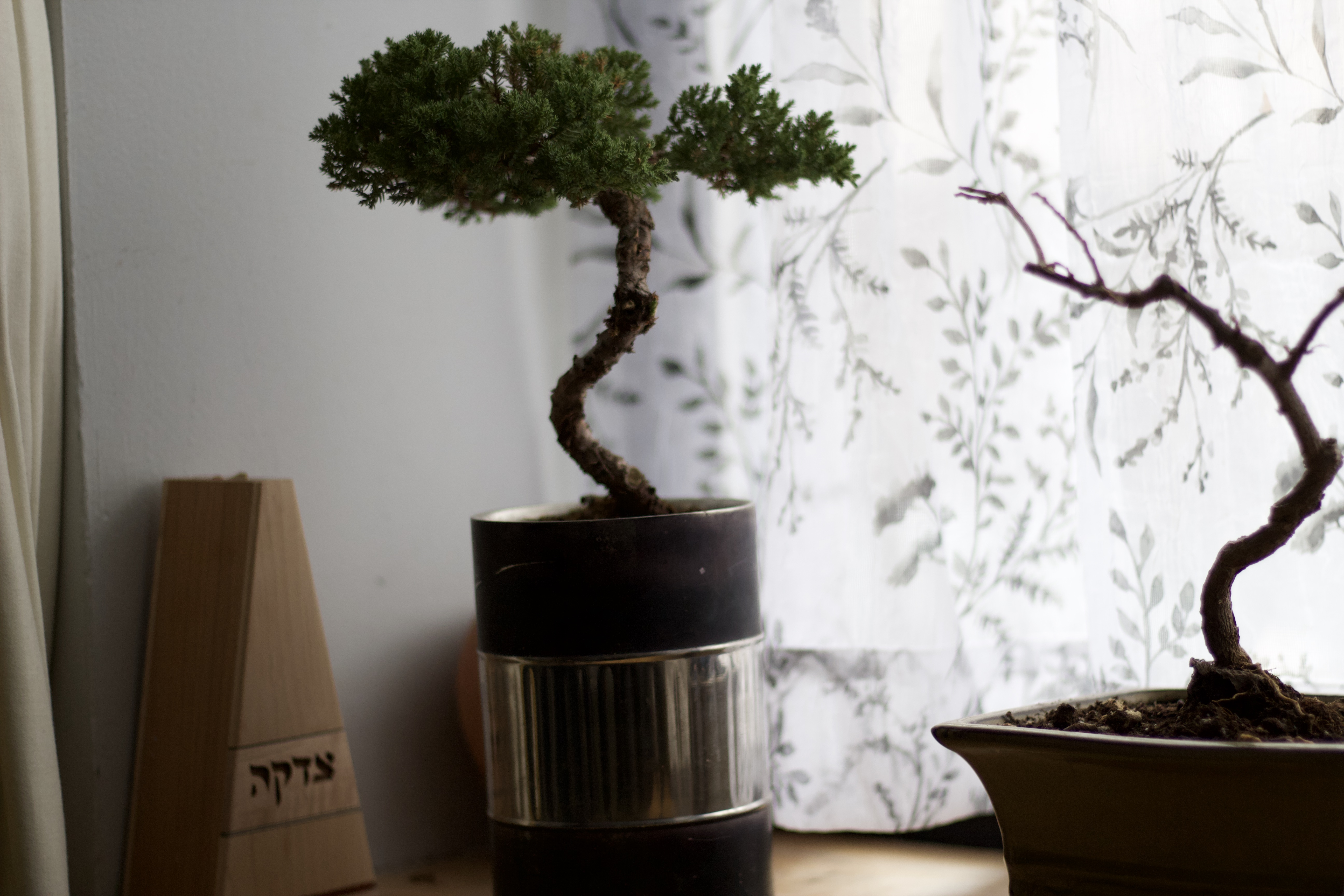 Wooden Tzedakah box and bonsai tree